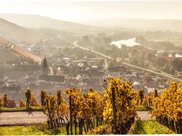 weinberge-randersacker-weingutschenk